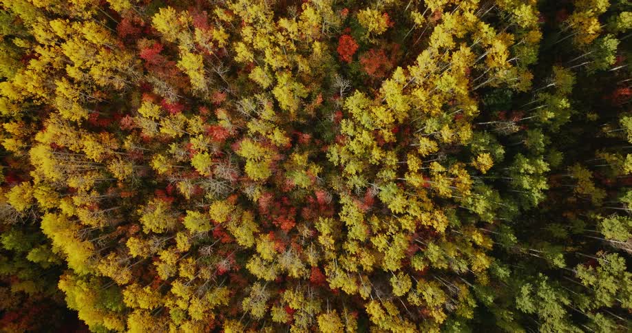 A birds eye view of trees covered in fall leaves in a forest