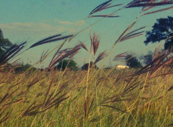 Stalks of grass wave in field on cloudy day