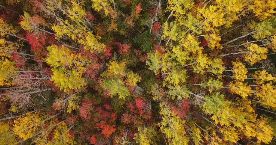 Bright yellow and red foliage contrasts with white of tree trunks and the green of the ground vegetation