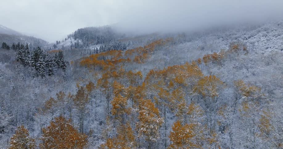 Aerial view of snowy coniferous forest and trees with brown leaves