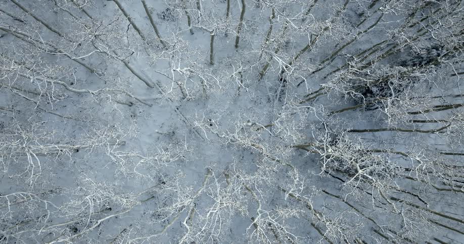 Animal moves through snow among frosted leafless trees