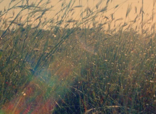 Sun glare obscures tall grass stalks filtering nearby billboard