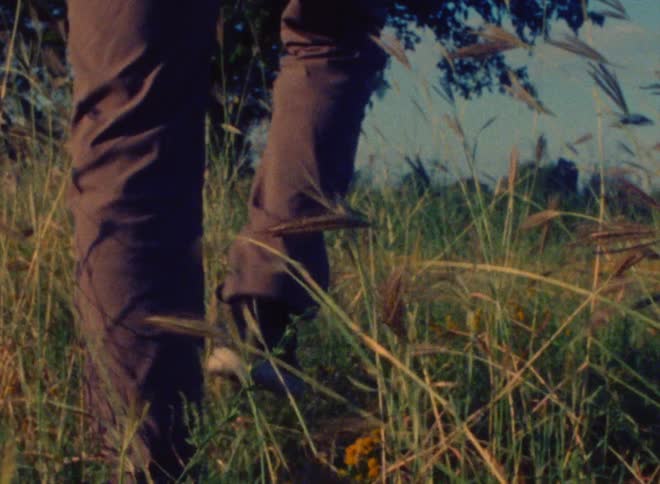 A man walks through a grassland