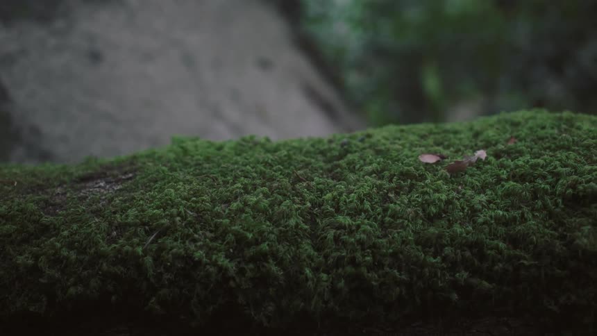 Moss covering a log
