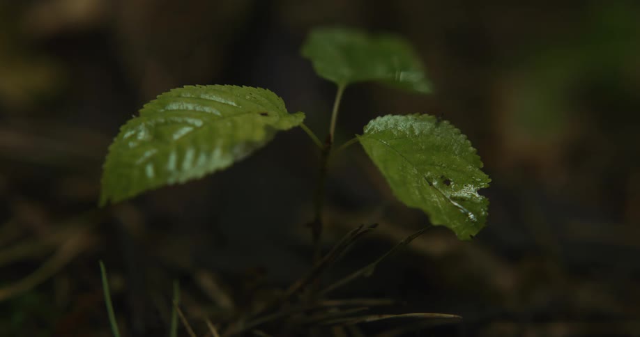 Water shimmers and dries on the leaf of a small plant