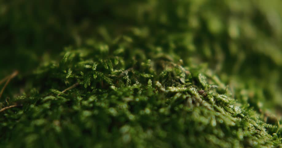 Sunlight shining onto small leafed plants coating surface dims