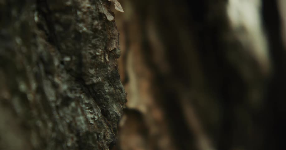 Light shininginto trees near one with textured trunk dims and the area darkens