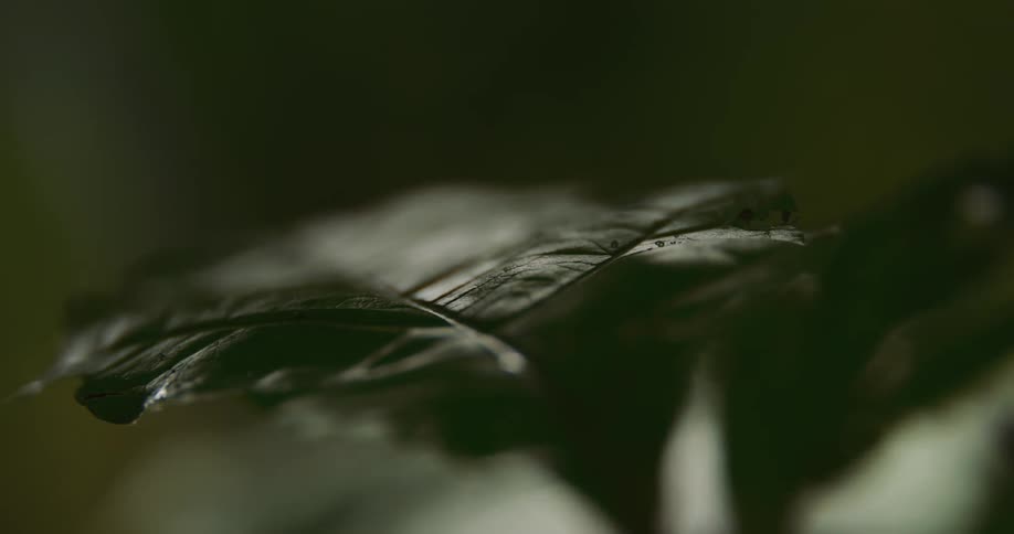 A single leaf from a plant is shown blowing in the wind while it turns from daytime to nighttime in a time lapse