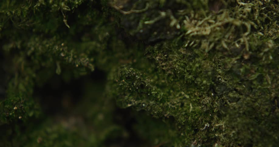 Moss and grass is shown up close with different parts becoming blurry at different times and light changing to dark