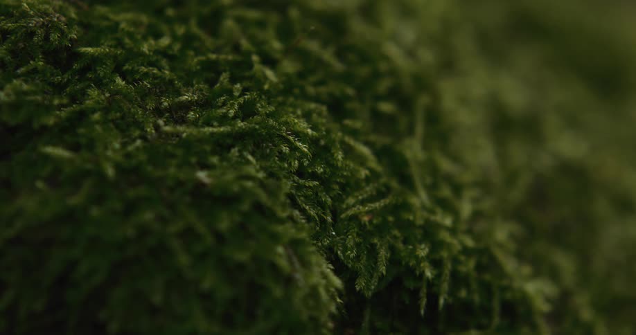 Close up of grass and moss