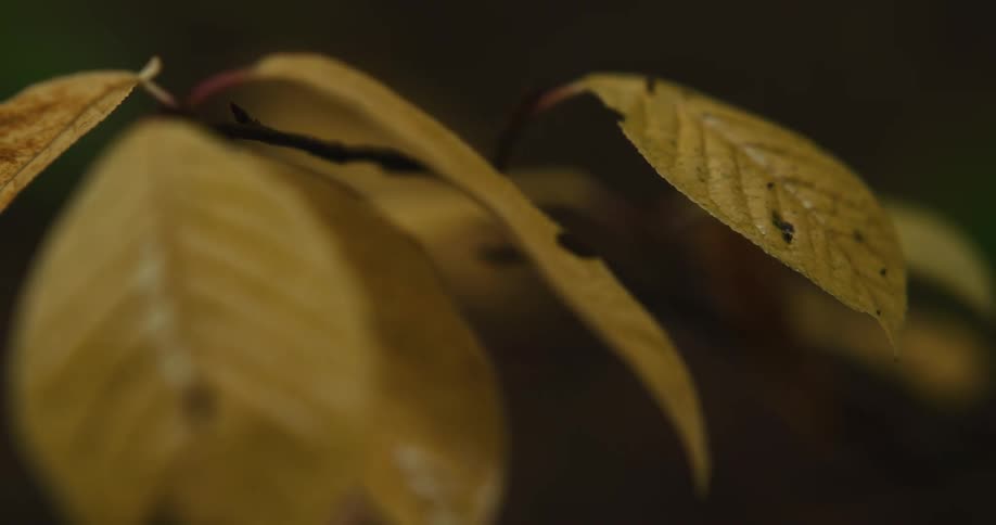 A still shot of a few leaves on a branch is shown while time lapses from day to night