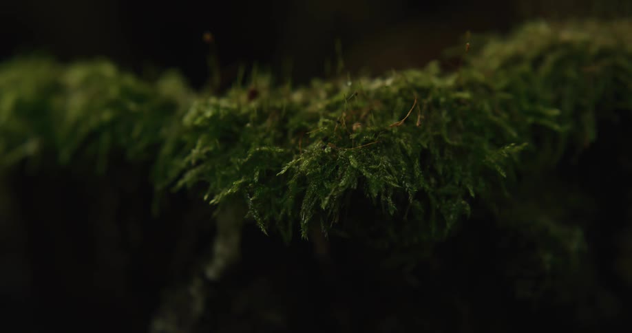 The sun shines on moss growing on a tree in the forest overcoming the darkness of night