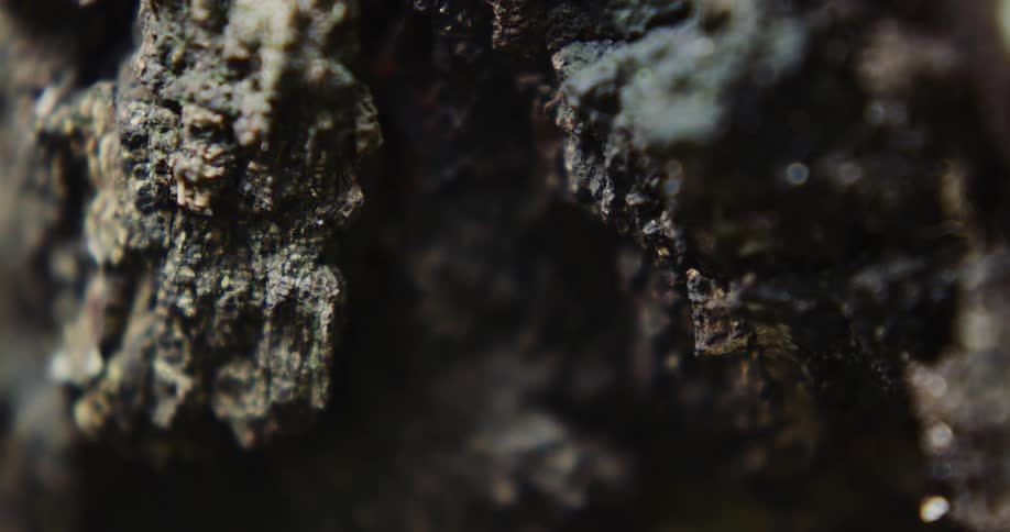 A light is flashing on the bark of a tree