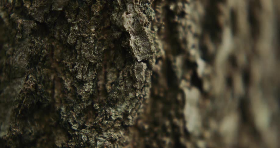 Moss is growing on the bark of a tree trunk in the woods