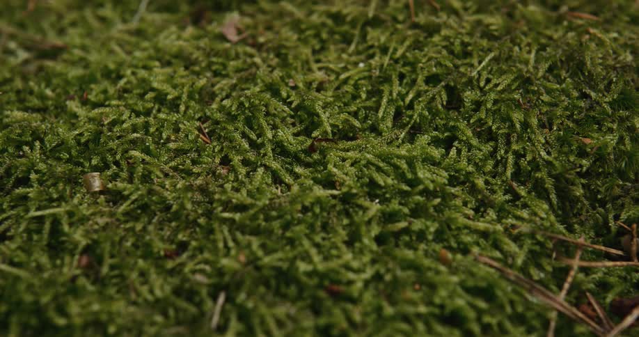 Grass is shown magnified in a time lapse turning from day to night