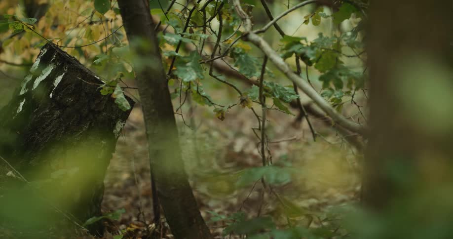 A dark and rotting stump is in the middle of trees in a forest