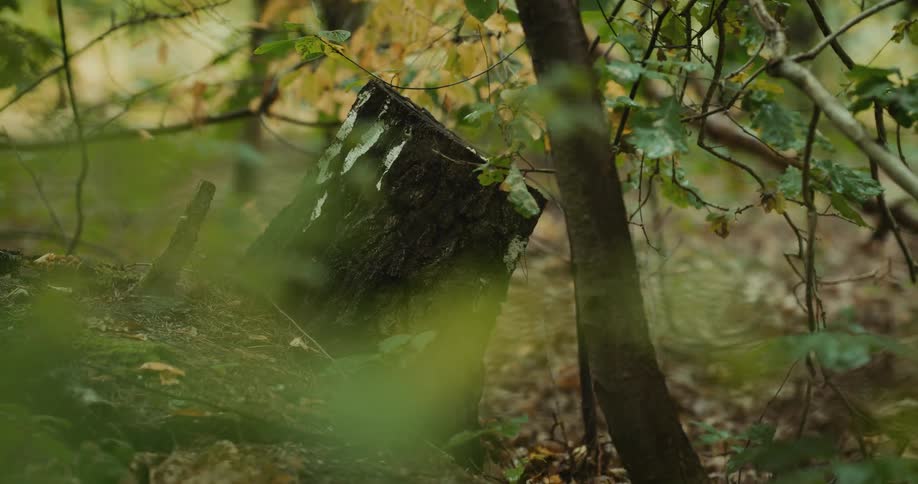 A tree stump in the woods surrounded by leaves and branches is filmed from left to right