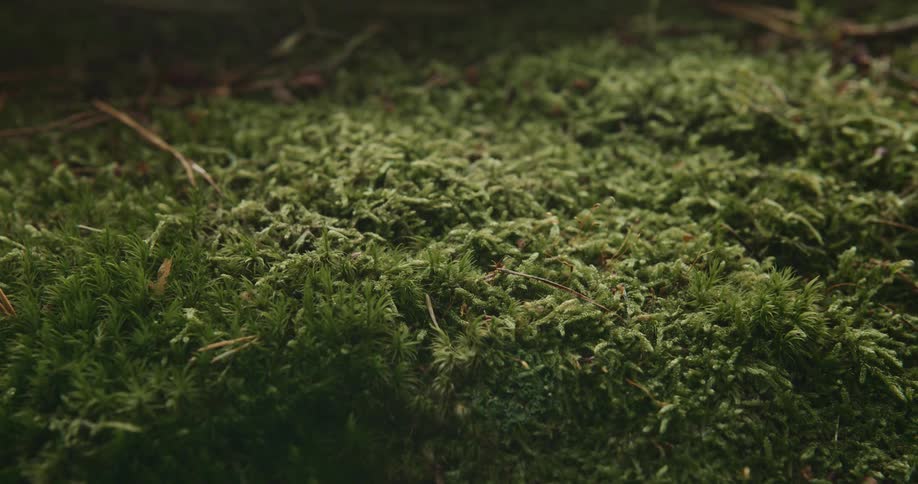 A patch of moss or grass is shown magnified while a time lapse goes from day to night