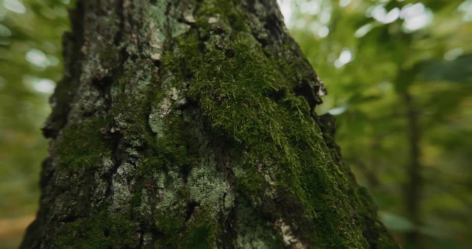 A tree trunk with moss growing on it is shown in a wooded area