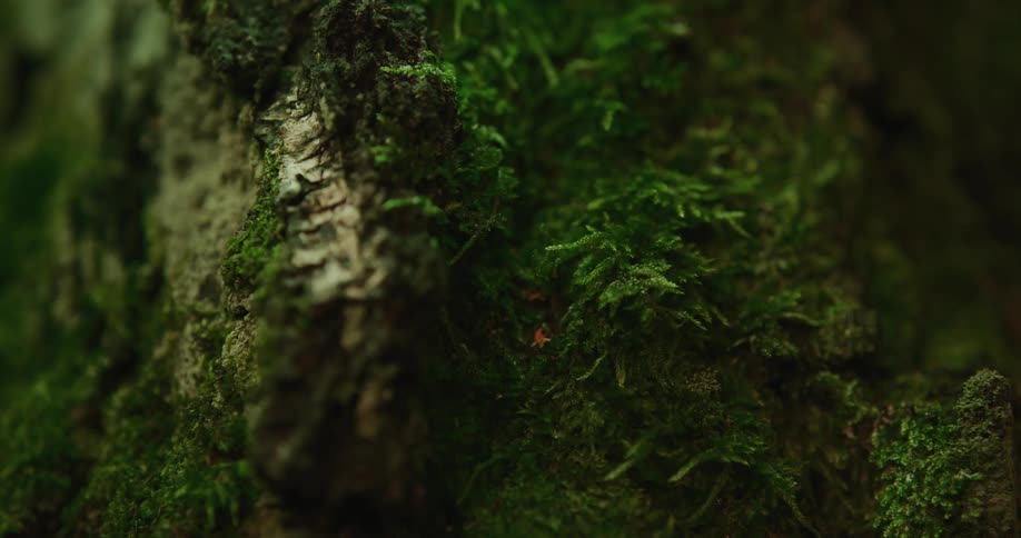A time lapse of moss growing on a rock or tree is shown going from day to night