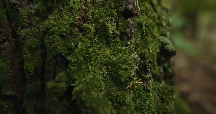 Moss and lichen densely coat tree bark of tree in woods
