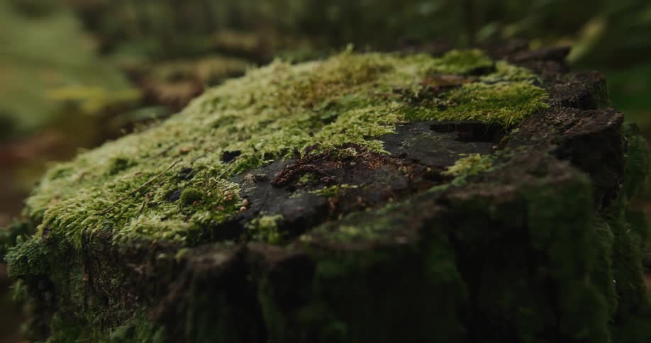 Thick moss nearly covers the top of a rotting stump