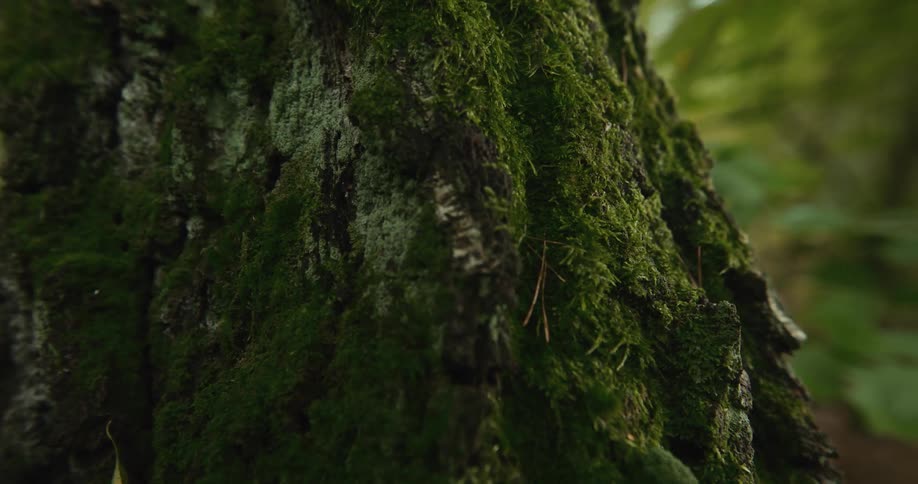 Thick moss and lichen coat craggy bark on tree trunk in woods