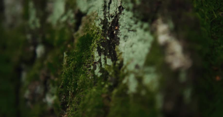 Moss is shown on rocks or mountains up close while certain parts are blurred out one at a time