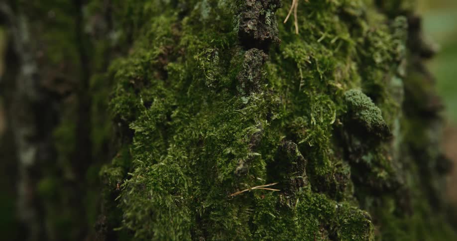 Moss grows on the bark of a tree trunk in the forest