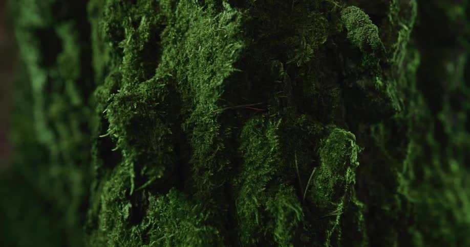 Moss grows on the bark of a tree trunk in the forest