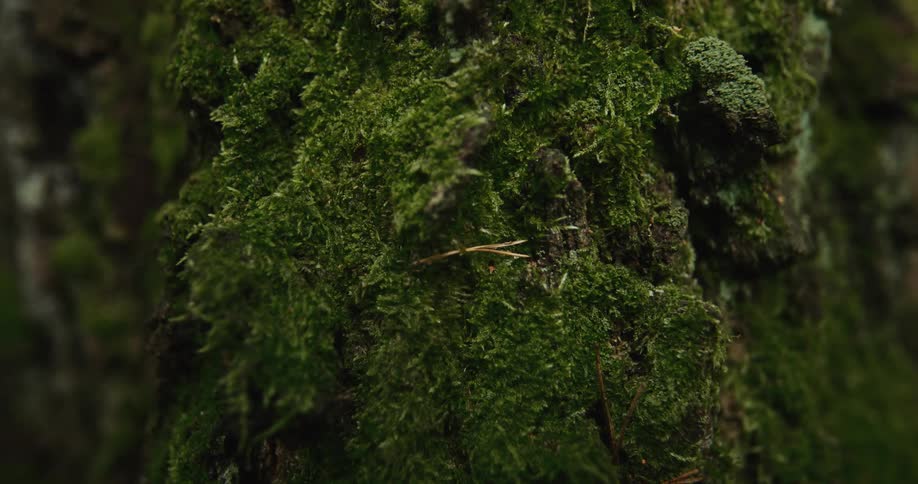 Moss densely coats bark of tree in woods