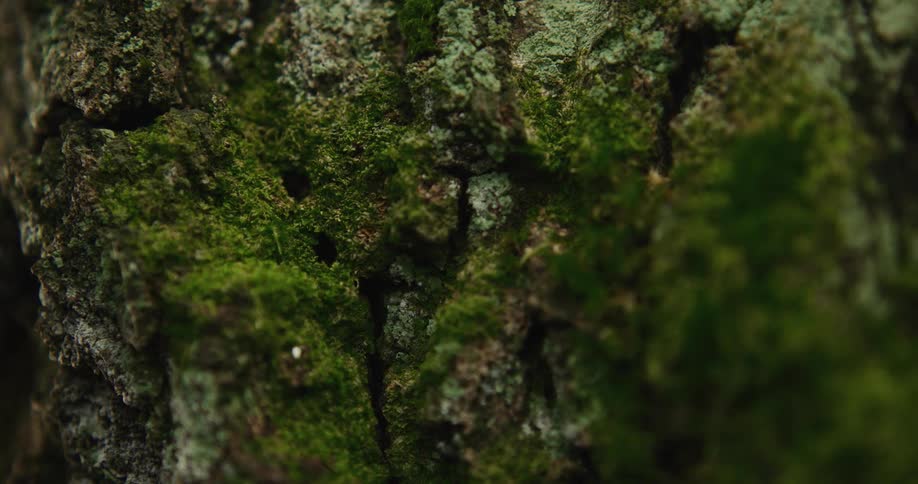Sunlight shines on moss growing on the bark of a tree trunk in the woods