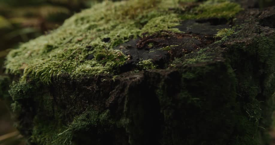 Moss coats portion of surface of craggy weathered stump