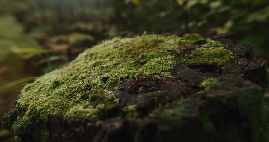 Moss is growing on an old tree stump in a forest