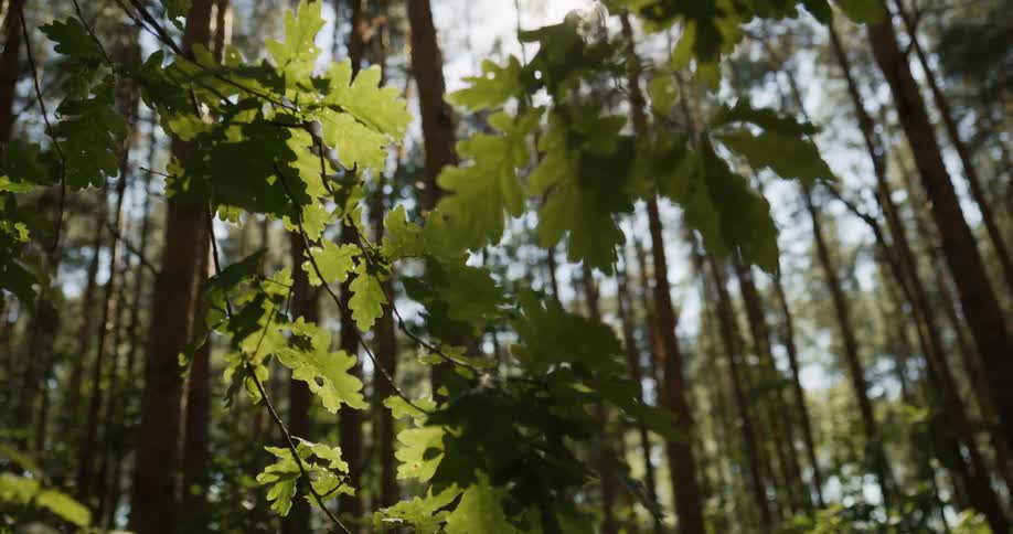 Sun shines through tall trees in deciduous forest