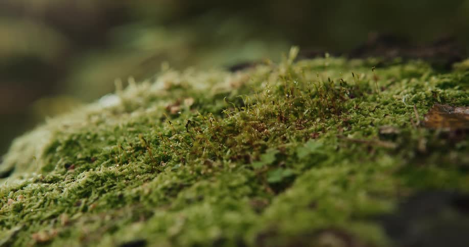 Close up of moss outdoors