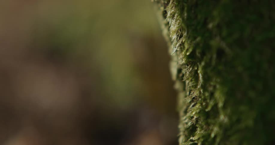 A tree trunk has moss growing on the sunny side