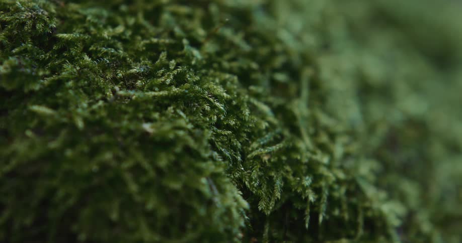 The sun shines on moss growing on a tree in the forest