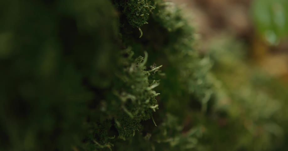 Sunlight shines on green plants and moss growing on a tree in the woods