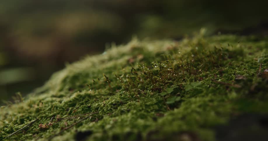 Close up of clover on the ground