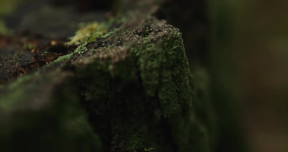 A small insect crawls across moss growing on a tree stump in the woods