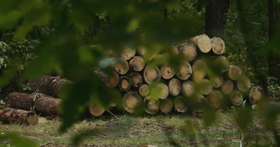 Logs are piled up in a lush forest