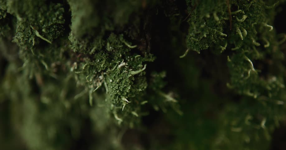 Moss is shown growing on something as certain parts intentionally become blurred and unblurred