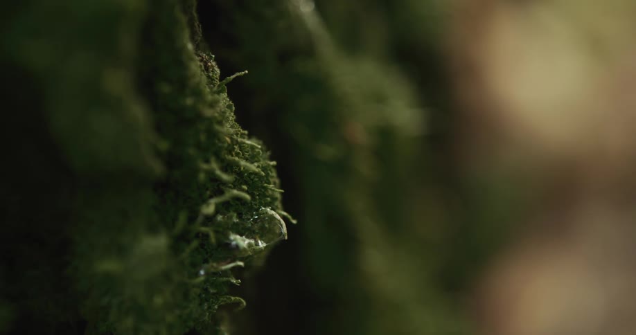 Sunlight shines on a tree trunk as a water droplet clings to the moss