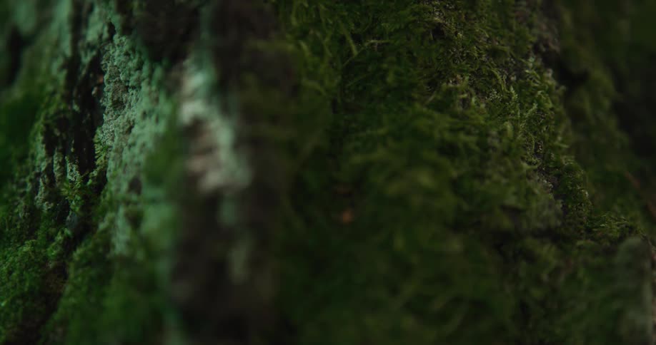 Light shines on plants and vegetation around a tree in the woods