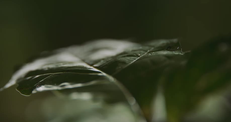 Sunlight and shadow pass over plant leaf swaying in the wind