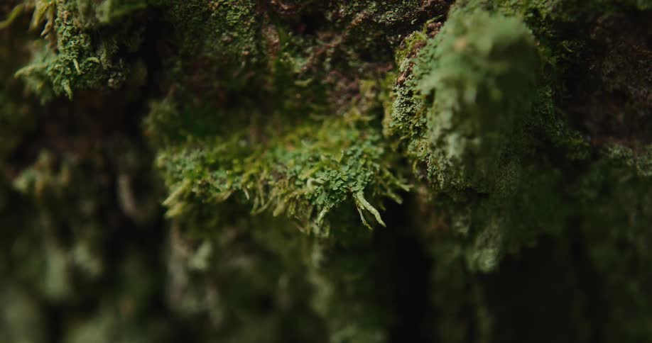 Closeup of mossy tree bark
