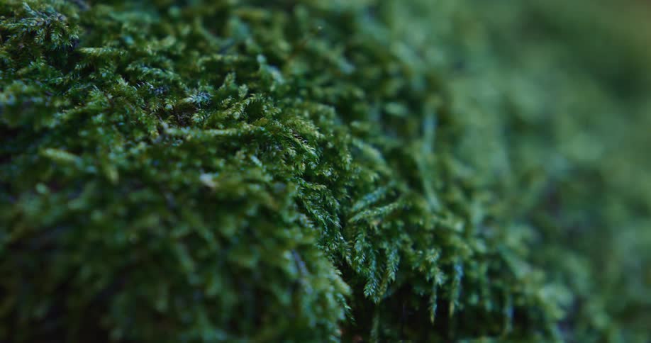 Vegetation is shown up close as the sun goes down
