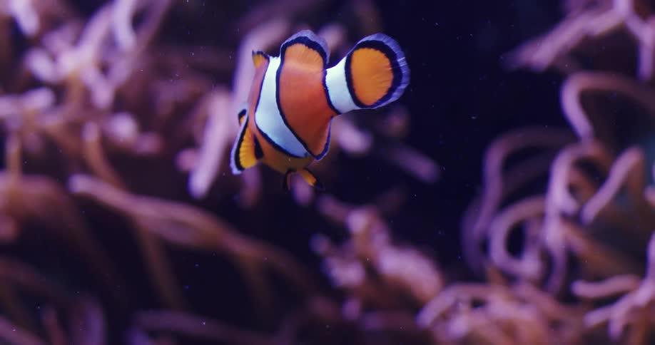 A colorful fish swims past plants underwater