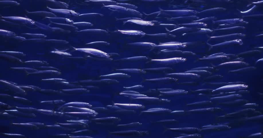 A school of fish swimming under water
